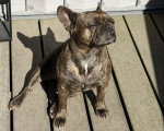 Un French Bullnese assis sur un plancher en bois