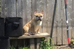 Un French Bullnese assis sur un banc