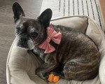 Un French Bullnese  allongé dans un panier