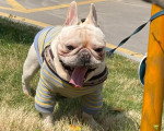 Un French Bullnese  sur un terrain herbeux et portant un habit pour chien