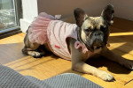 Un French Bullnese  allongé sur un parquet et regardant vers la caméra