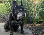 Un French Bullnese assis et portant un collier autour du cou