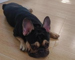 Un French Bullnese  allongé sur un parquet