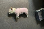 Un French Bullnese allongé et portant un habit pour chien