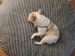 Un French Bullnese allongé sur un coussin et portant un harnais