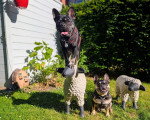 Deux French Bullnese dans un jardin 