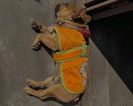 Un French Bullnese dormant et portant un gilet
