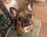 Un French Bullnese assis sur un tapis et regardant vers la caméra