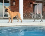 Deux French Bullnese marchant au bord de la piscine 