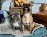 Deux French Bullnese assis sur un panier
