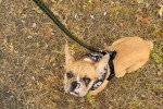 Un French Bullnese assis sur un terrain herbeux