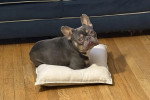 Un French Bullnese allongé sur un coussin