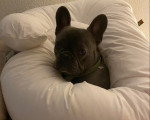 Un French Bullnese allongé sur une couverture 