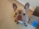 Un French Bullnese assis sur un tapis