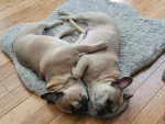 Deux French Bullnese allongé sur un tapis