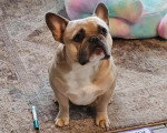 Un French Bullnese assis sur un tapis
