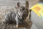 Un French Bullnese assis sur un tapis et portant un collier 