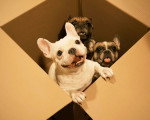 Trois French Bullnese dans un carton