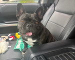Un French Bullnese assis dans un véhicule