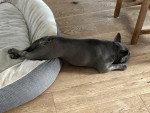 Un French Bullnese allongé sur un parquet