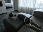 Un French Bullnese allongé sur un canapé