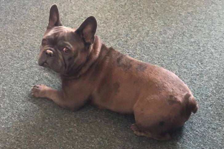 Un French Bullnese allongé sur une moquette et regardant vers la caméra