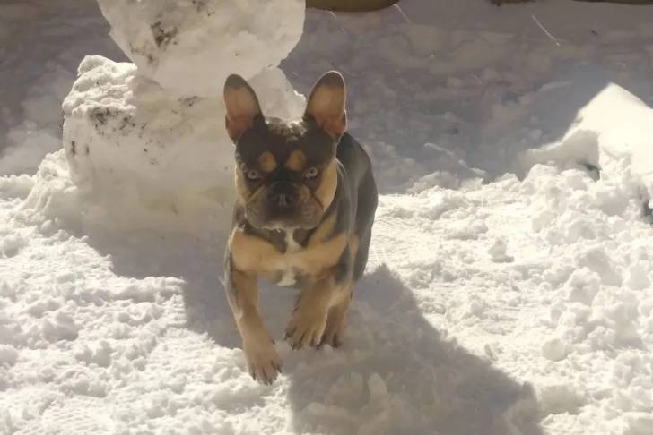 Un French Bullnese courant sur une surface enneigée et portant un collier autour du cou