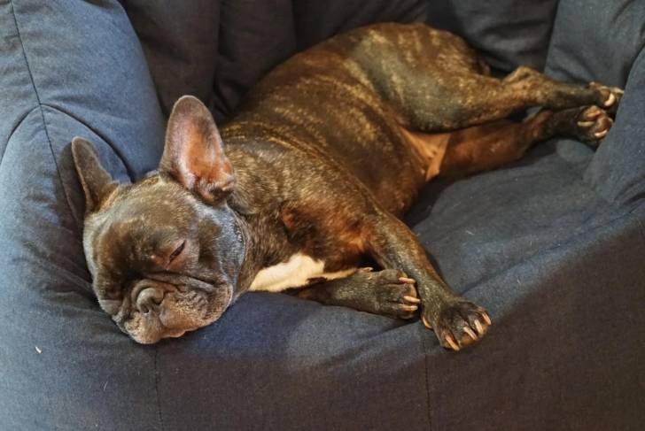 Un French Bullnese allongé sur un canapé et semblant détendu 