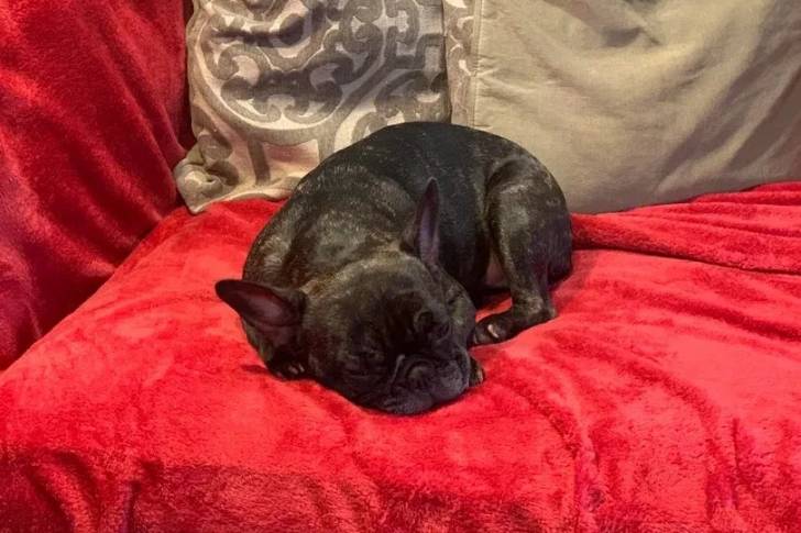 Un French Bullnese allongé sur un fauteuil et semblant dormir 