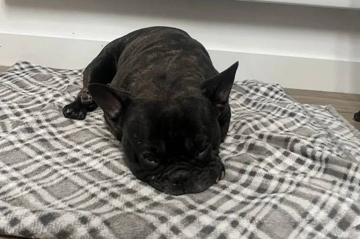 Un French Bullnese allongé et semblant détendu