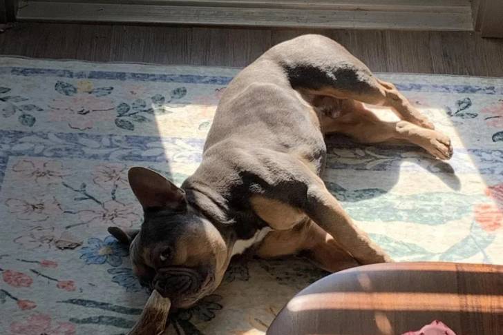 Un French Bullnese allongé sur un tapis et semblant détendu 