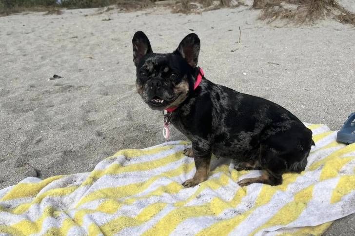 Un French Bullnese assis sur un tapis de plage et portant un collier autour du cou