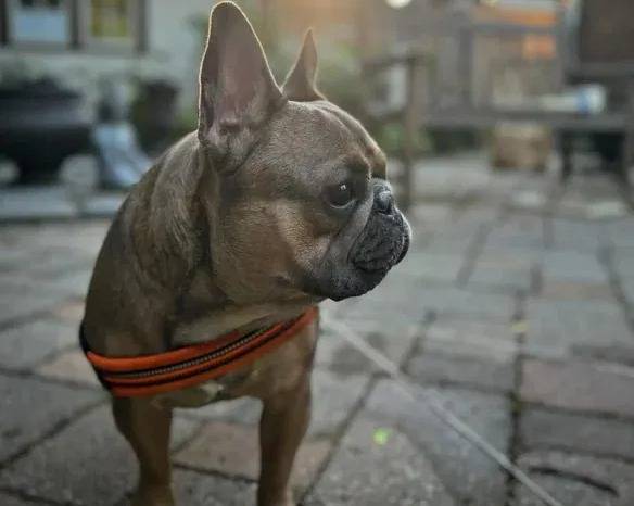 Un French Bullnese sur un sol pavé et qui est tenu en laisse 