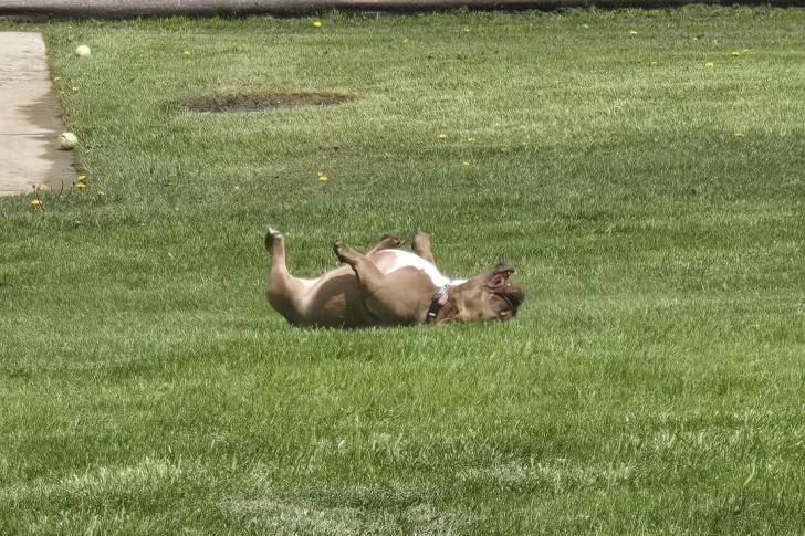Un French Bullnese allongé de dos sur une surface herbacée