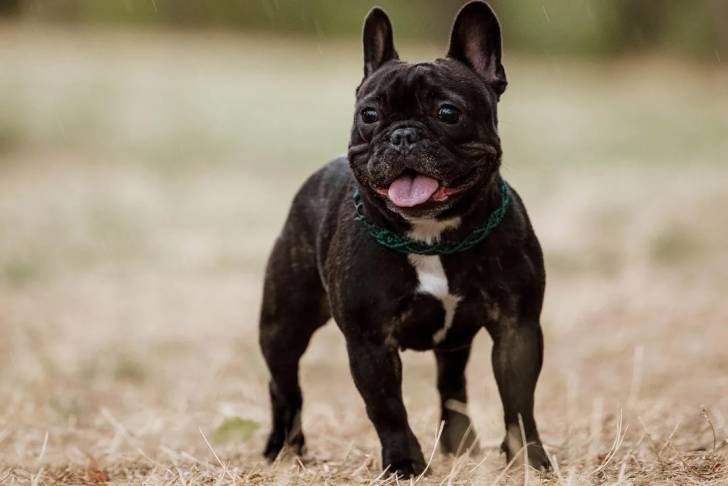 Un French Bullnese sur un terrain herbeux