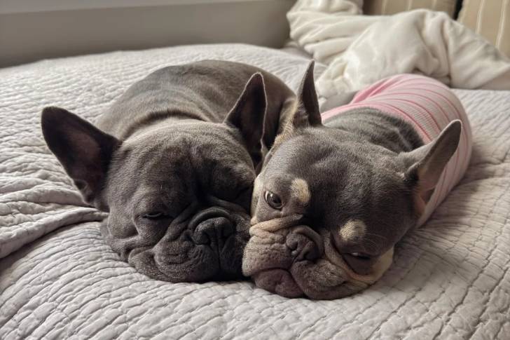 Deux French Bullnese allongés sur un lit