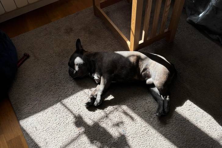 Un French Bullnese allongé sur un tapis