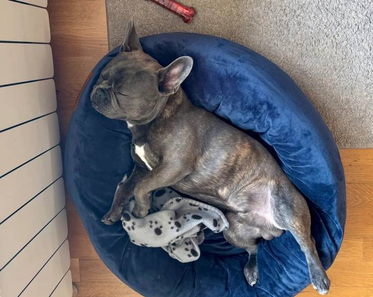 Un French Bullnese allongé dans un panier