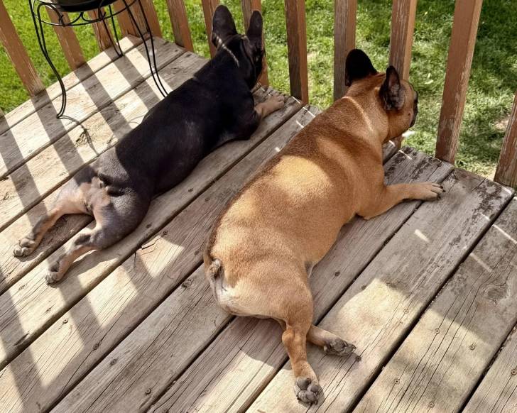 Un French Bullnese allongé sur un plancher en bois