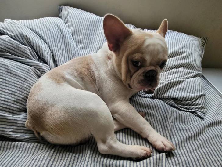 Un French Bullnese allongé sur un lit