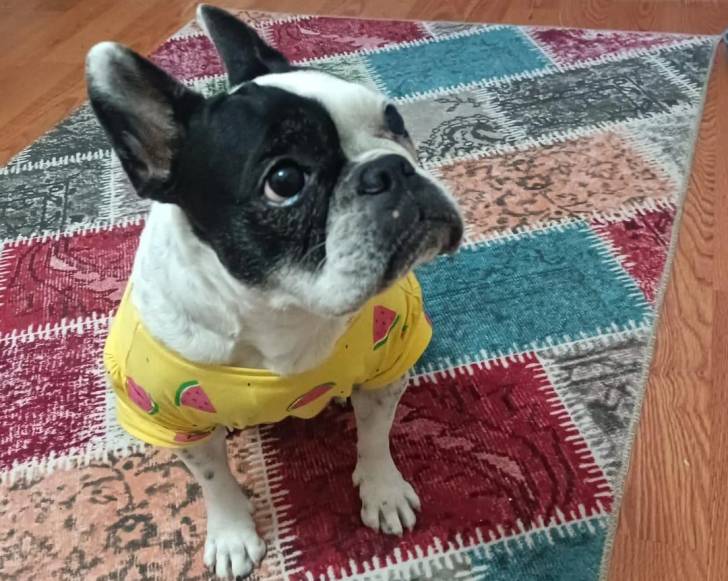 Un French Bullnese assis sur un tapis