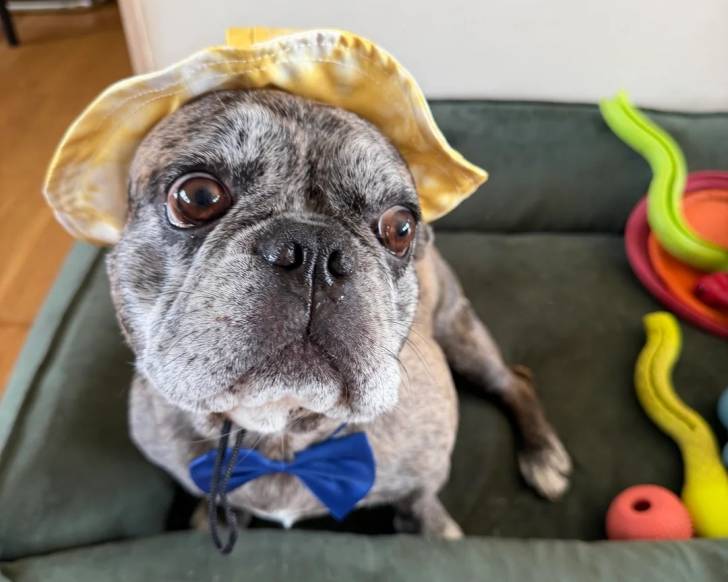 Un French Bullnese assis dans un panier