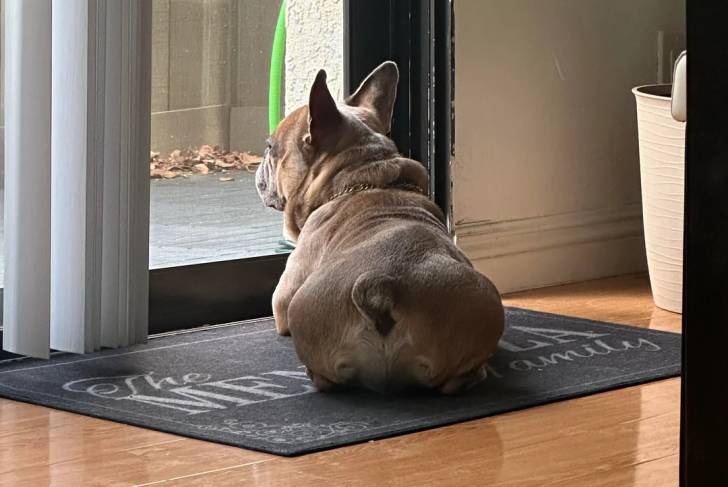 Un French Bullnese allongé sur un tapis et regardant vers la porte