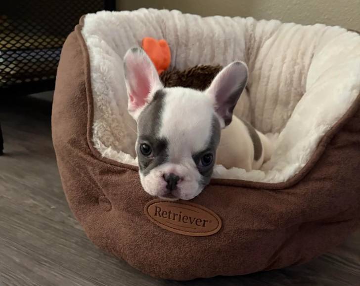 Un French Bullnese allongé dans un panier