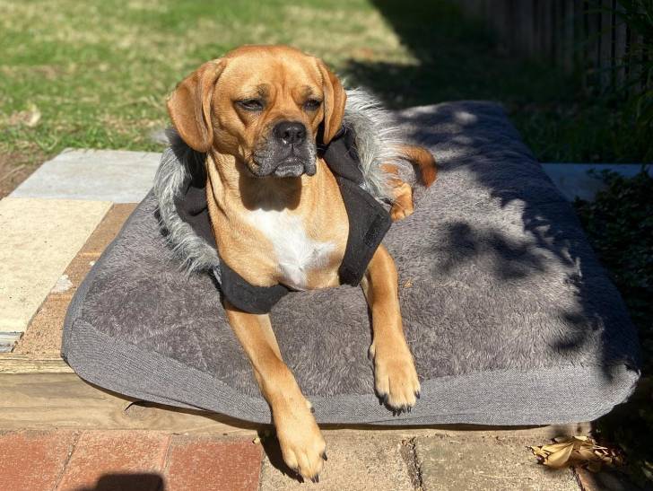 Un Frengle allongé et portant un habit pour chien 