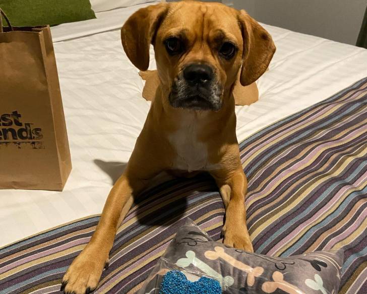 Un Frengle allongé sur un lit et semblant détendu