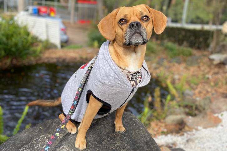 Un Frengle assis sur une pierre et qui est tenu en laisse 