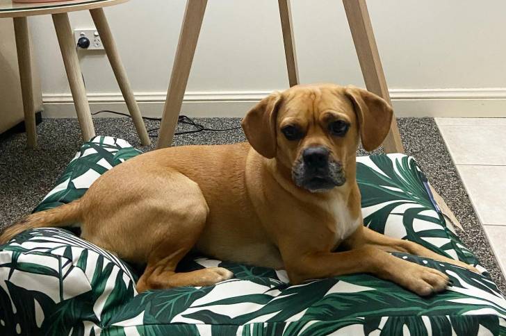 Un Frengle allongé sur un lit pour chien 