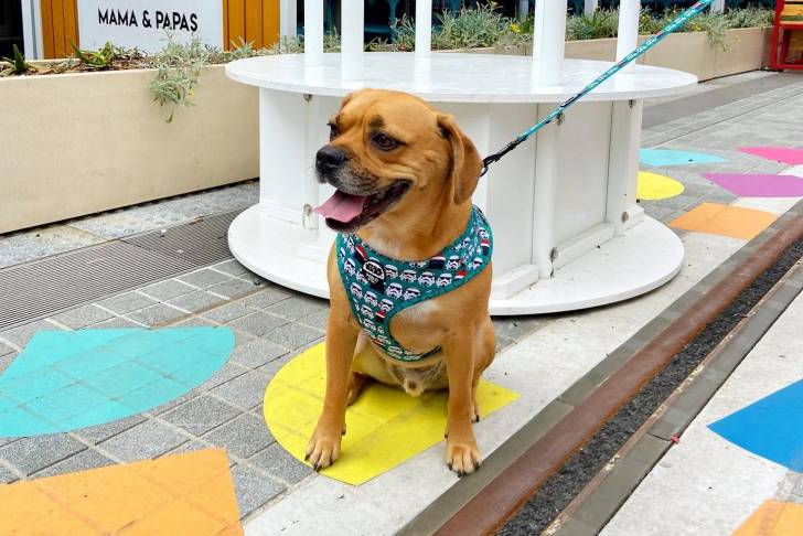 Un Frengle assis sur un sol pavé et qui est tenu en laisse 