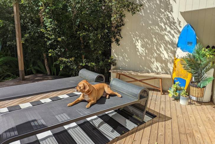 Un Frengle allongé sur un transat et portant un collier autour du cou